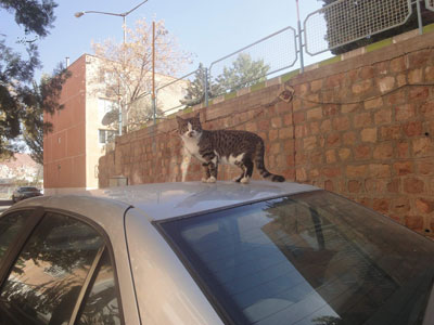 گربه روی ماشین